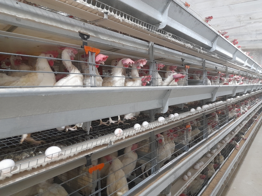 ​Производителям яйца в Забайкалье направили 4 миллиона рублей господдержки